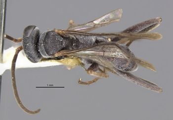 Media type: image;   Entomology 26776 Aspect: habitus dorsal view
